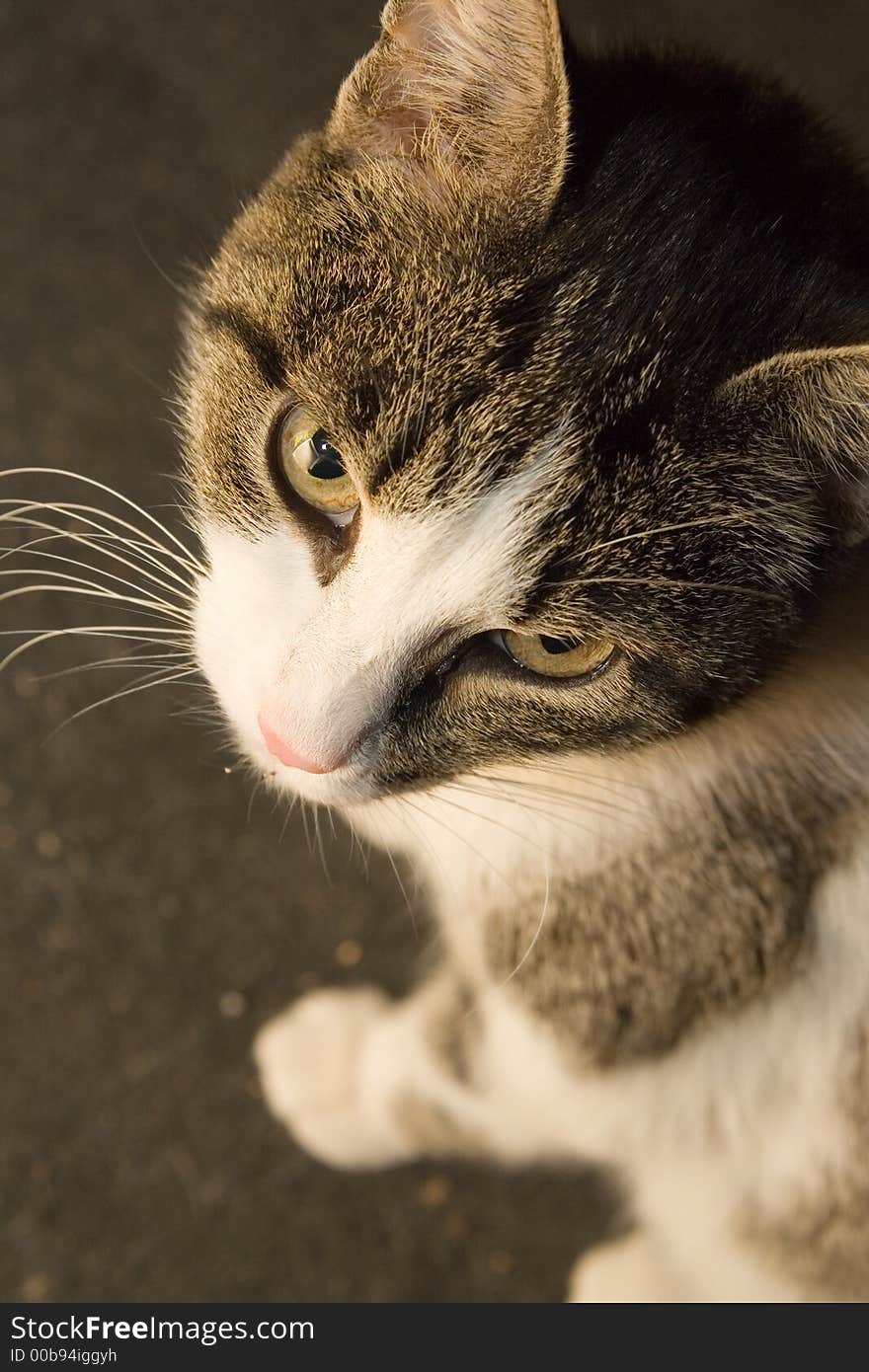 Some cat with beautiful look.