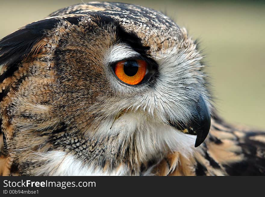 Eagle owl posing on a summers day