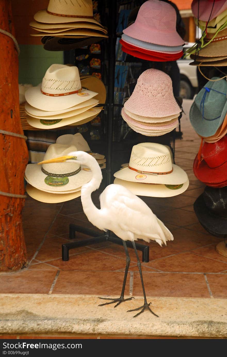 Crane browsing for hats in Mexico. Crane browsing for hats in Mexico