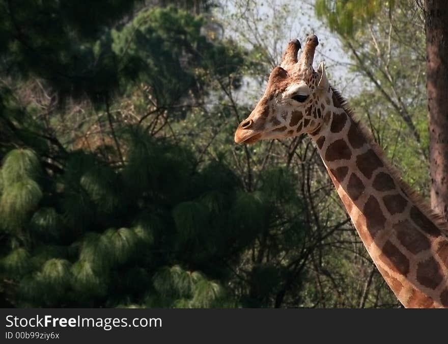 Giraffe at the zoo with copy-space