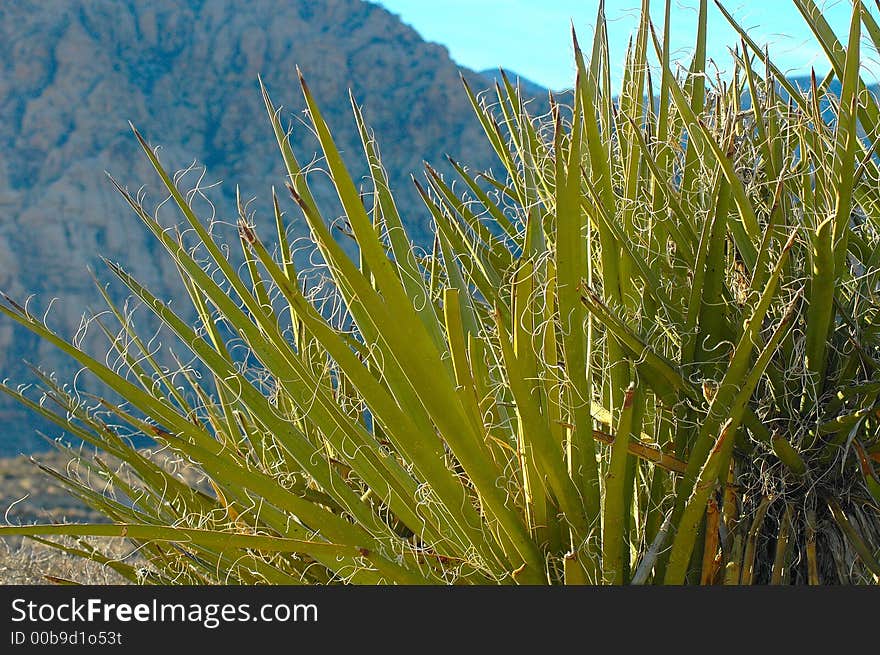 A veiw of a desert plant with a mountain in the background.