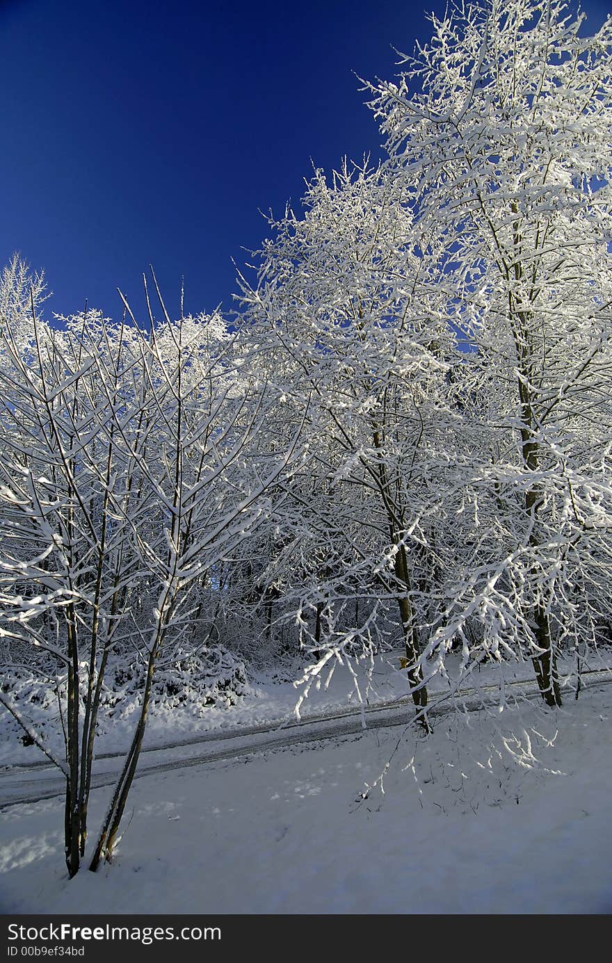 Snow covered trees with blue sky in Maltby, WA. Snow covered trees with blue sky in Maltby, WA