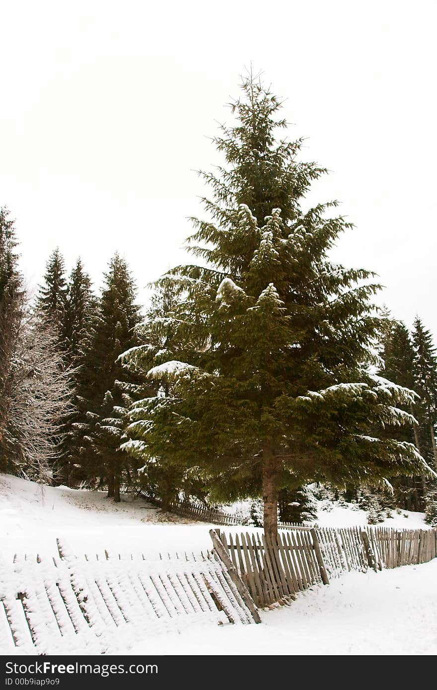 Evergreen tree under snow and wood fence. Evergreen tree under snow and wood fence