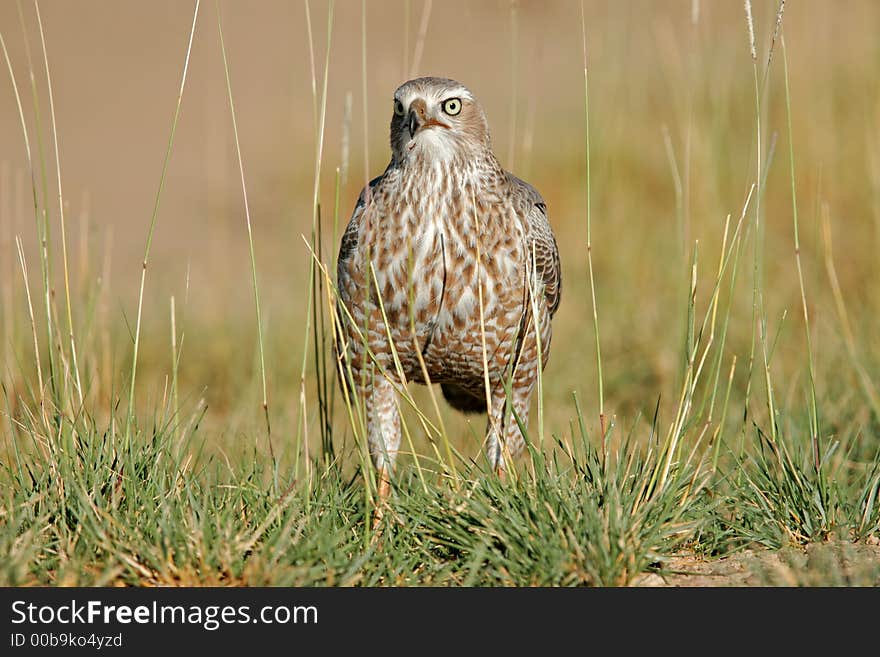 Immature Pale Chanting Goshawk (Melierax canorus), Etosha National Park, Namibia