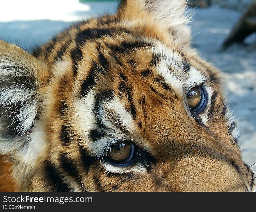 Young tiger in captivity detail