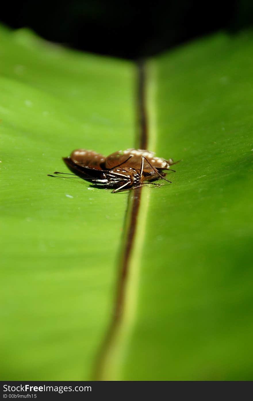 Dead butterfly on a long leaf, representing sad mood