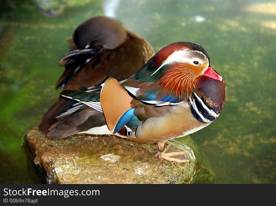 Mandarine duck standing on a stone in the middle of a pond