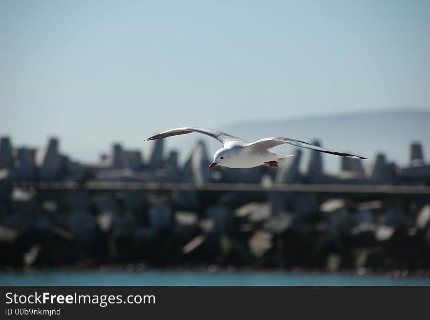 Graceful Gull