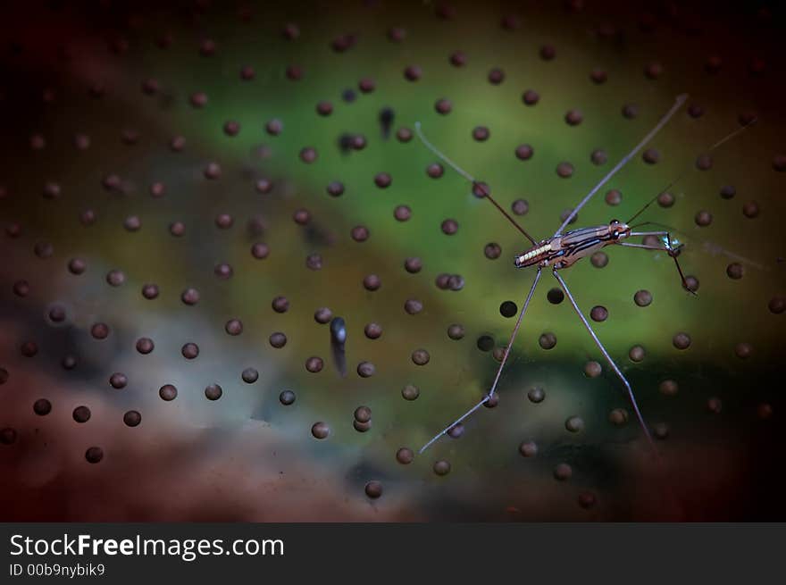 This photo was taken from a nearby stream where thousands of frog eggs are laid. A water skipper is seen in the photo. This photo was taken from a nearby stream where thousands of frog eggs are laid. A water skipper is seen in the photo