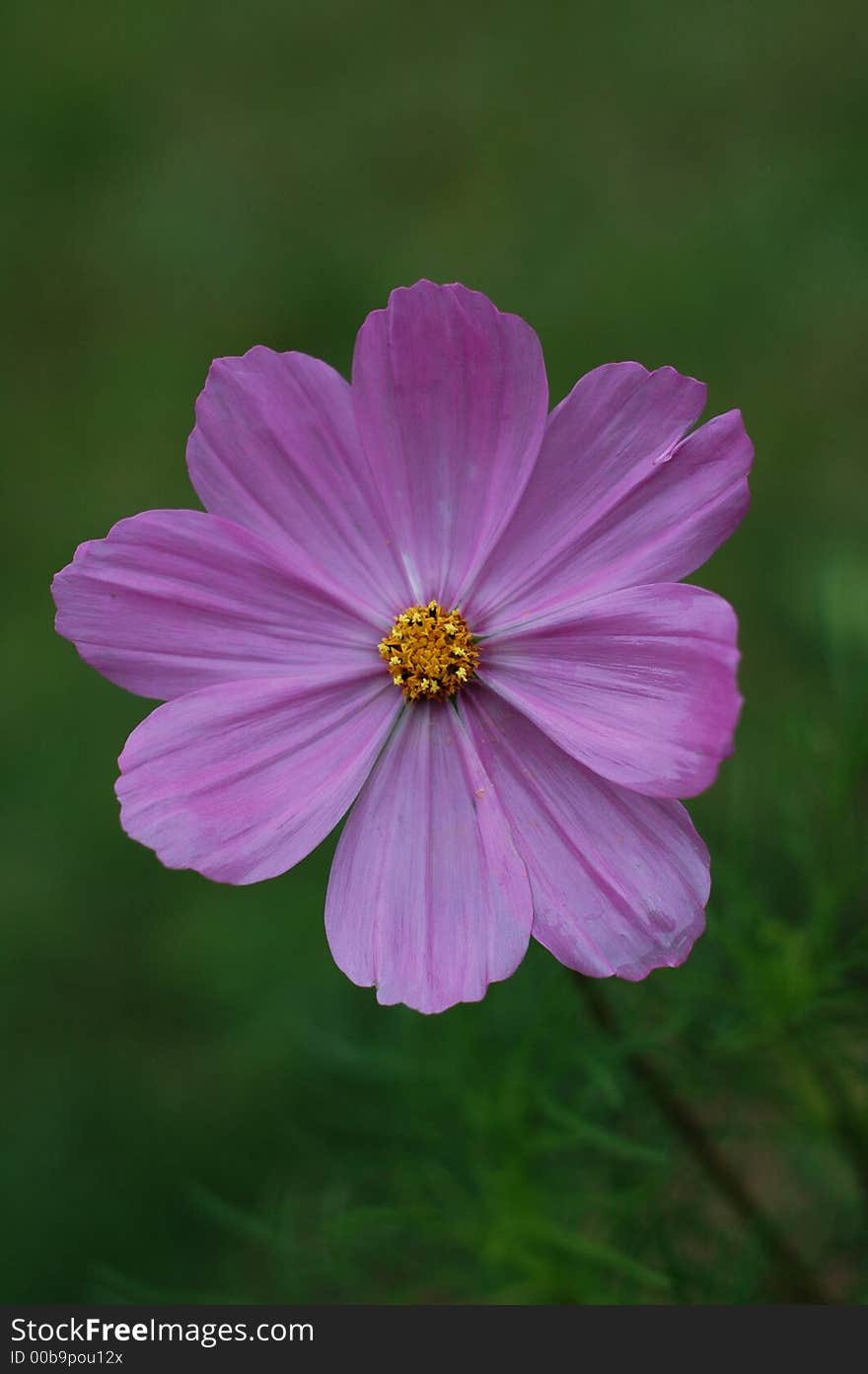 Purple Flower