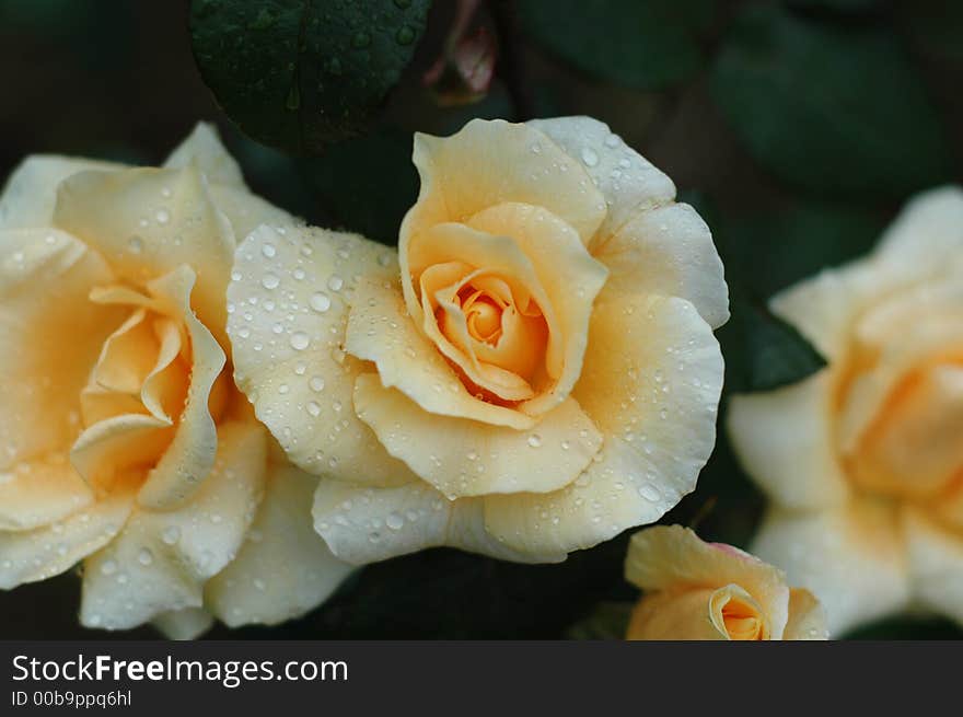 Yellow Fresh Roses