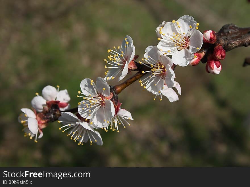 Cherry Branch In Blossom