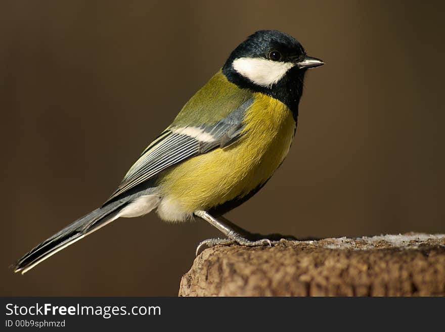 Tomtit Bird On The Stub