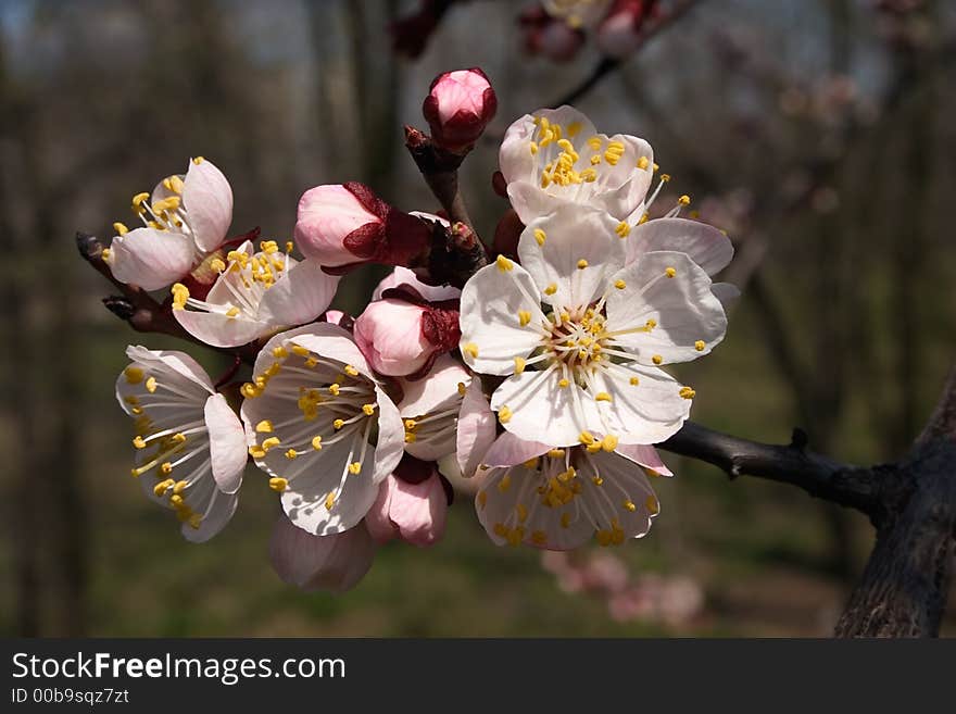 Branch of the tree in blossom