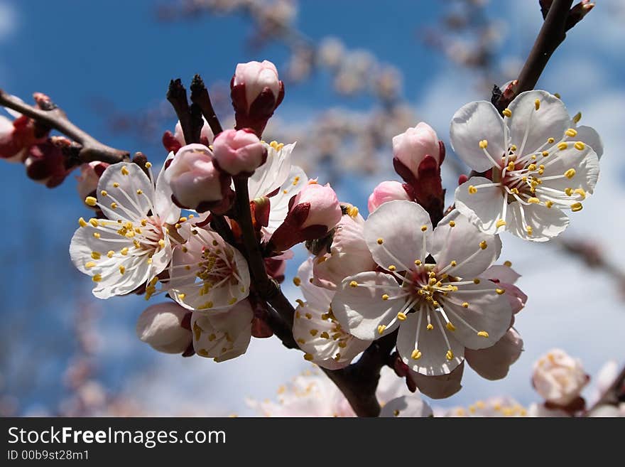 A Close-up Picture Of White Flowers