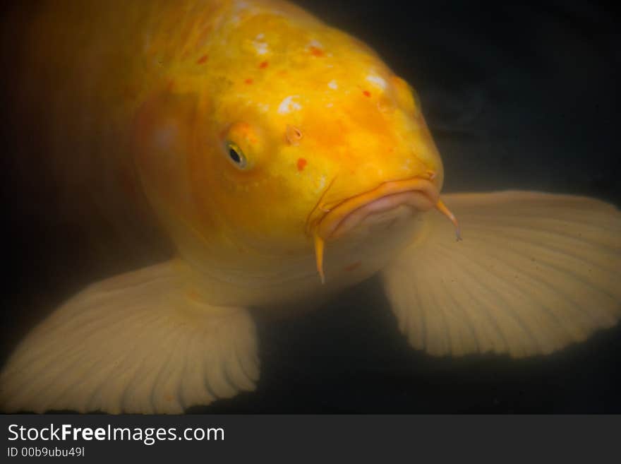 Closeup of a koi fish. Closeup of a koi fish