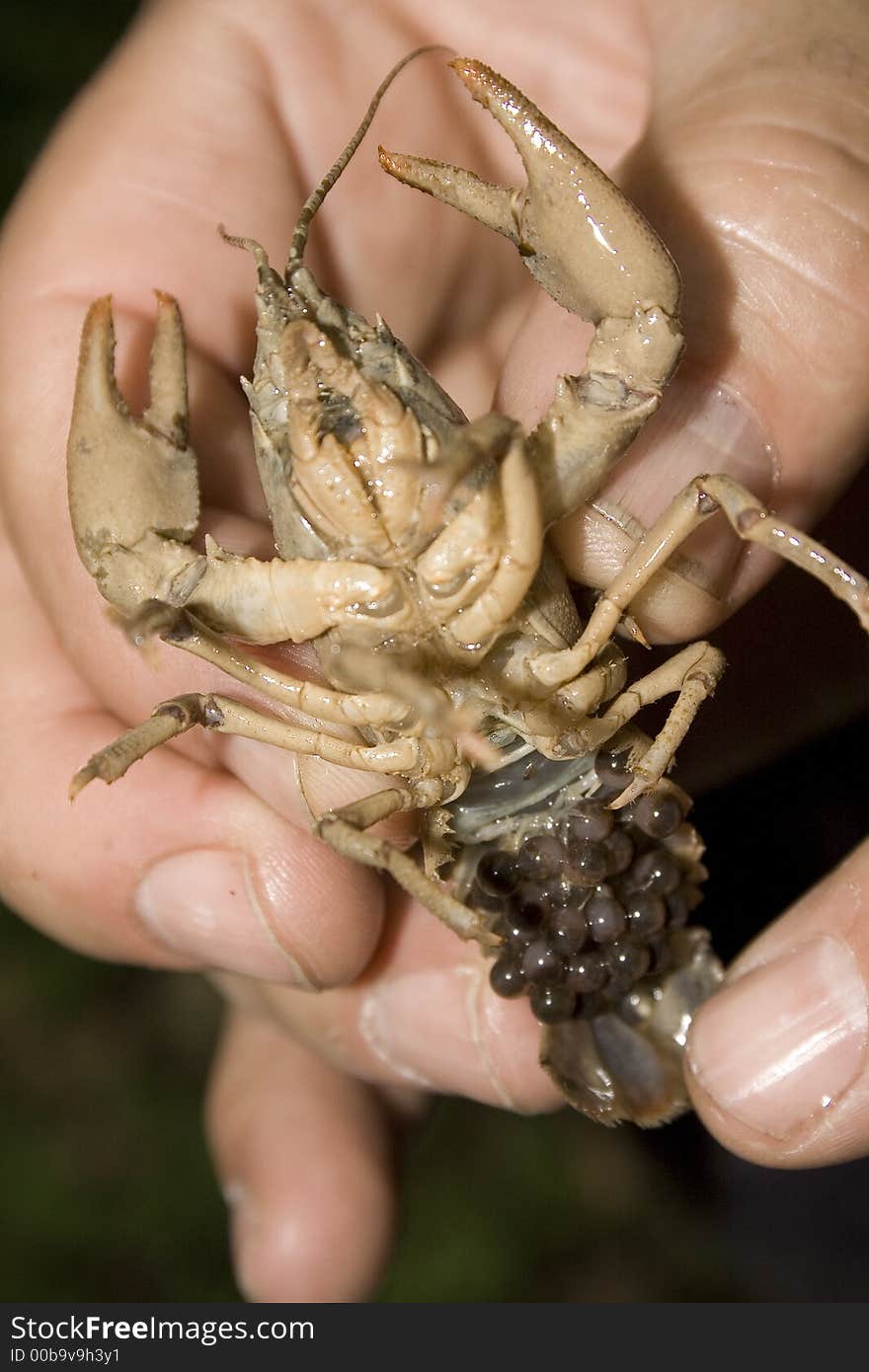 This is a crustacean female with egg called Austrapotamobius pallipes. It lives in the freshwaters. This is a crustacean female with egg called Austrapotamobius pallipes. It lives in the freshwaters