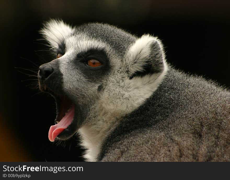 Yawning ring-tailed lemur with dark background. Yawning ring-tailed lemur with dark background