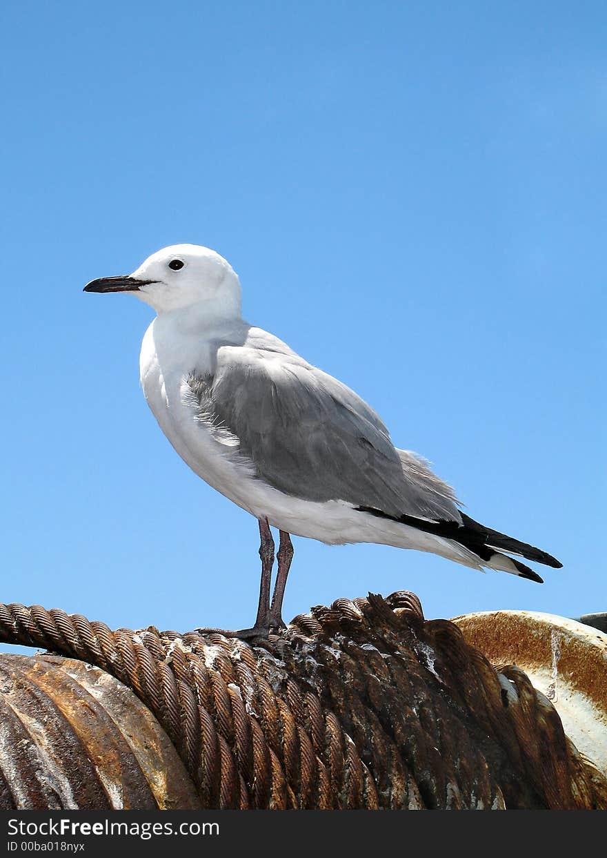 Lone seagull on a cable wind.