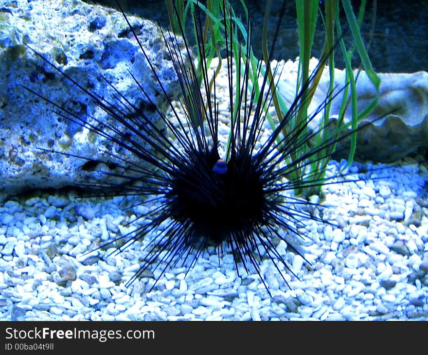 Sea-urchin lying on the white stones. Underwater image.