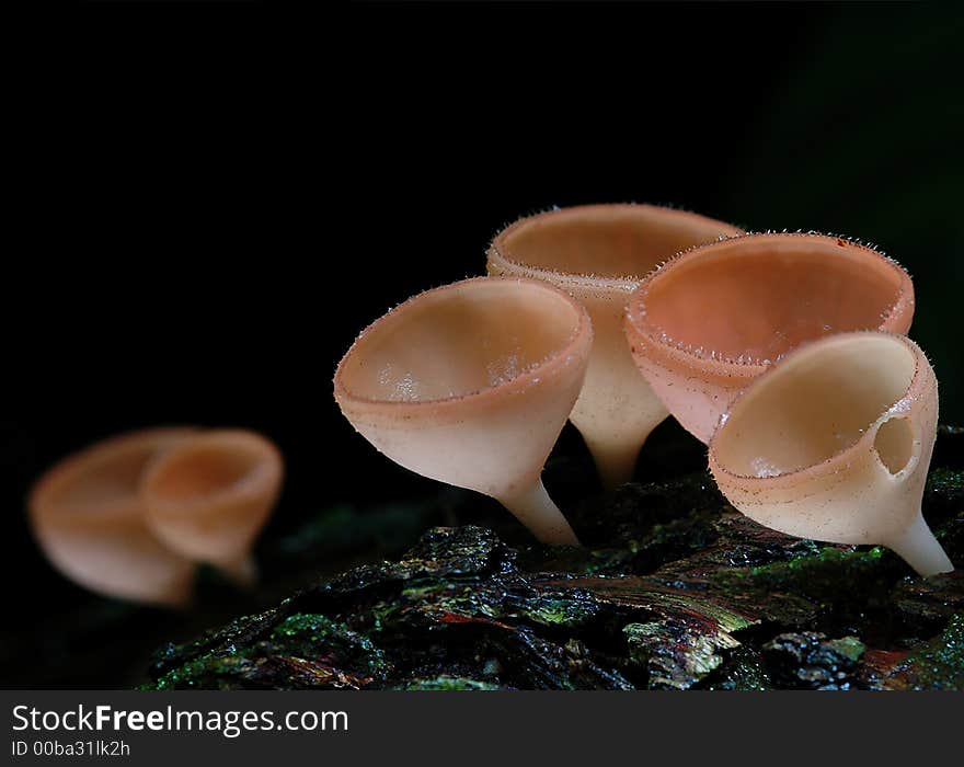 Mushroom Clusters