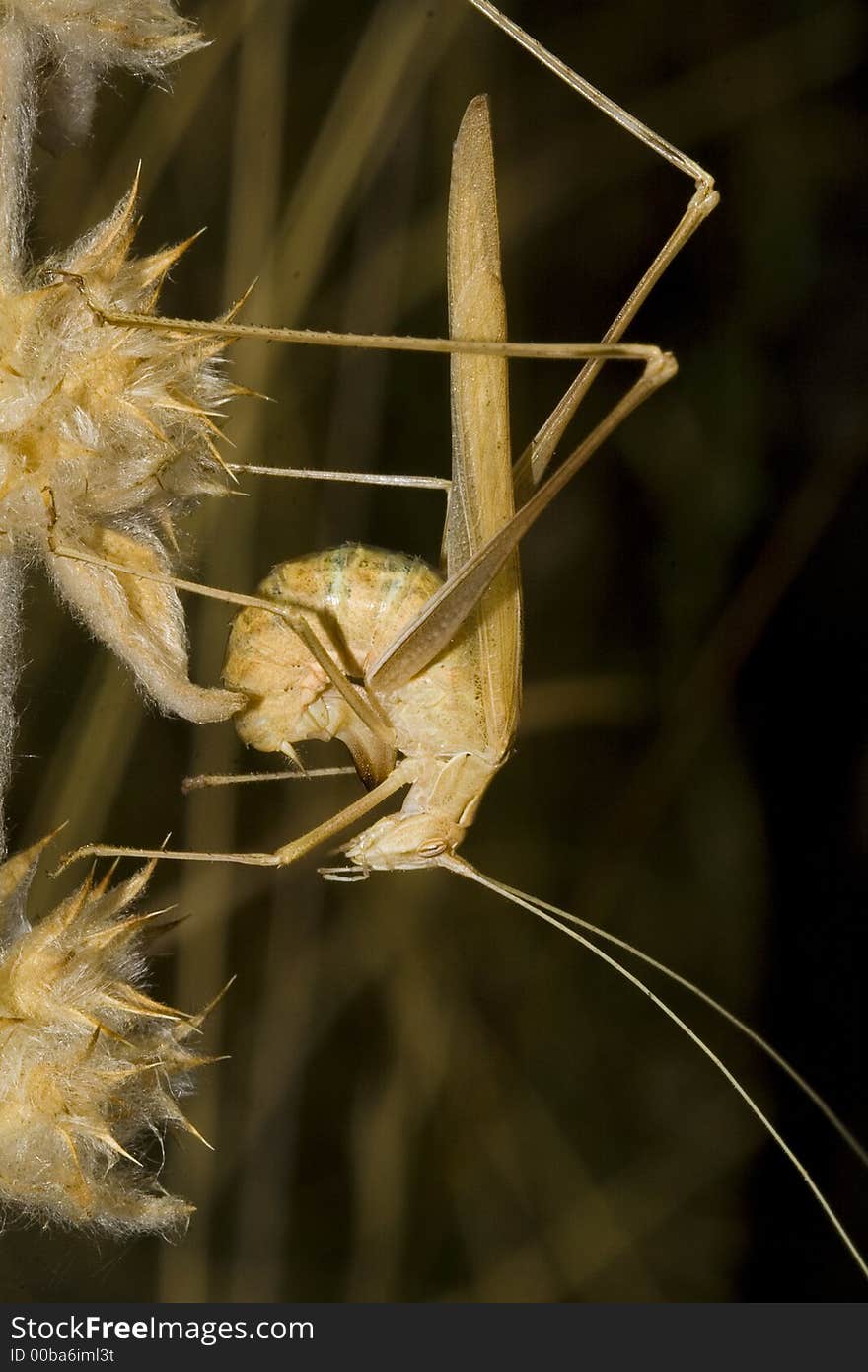 Brown grasshopper