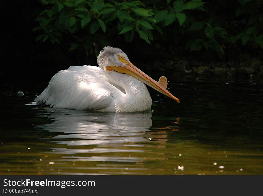 Swimming pelican in beautiful sunny day. Swimming pelican in beautiful sunny day