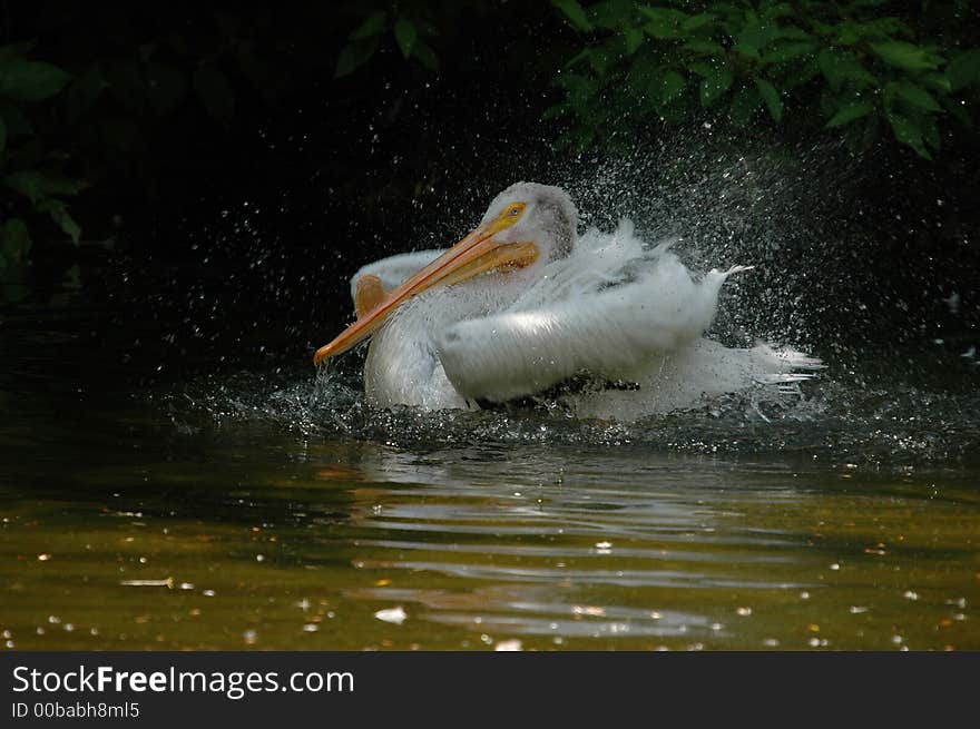 Landing of pelican in beautiful sunny day. Landing of pelican in beautiful sunny day