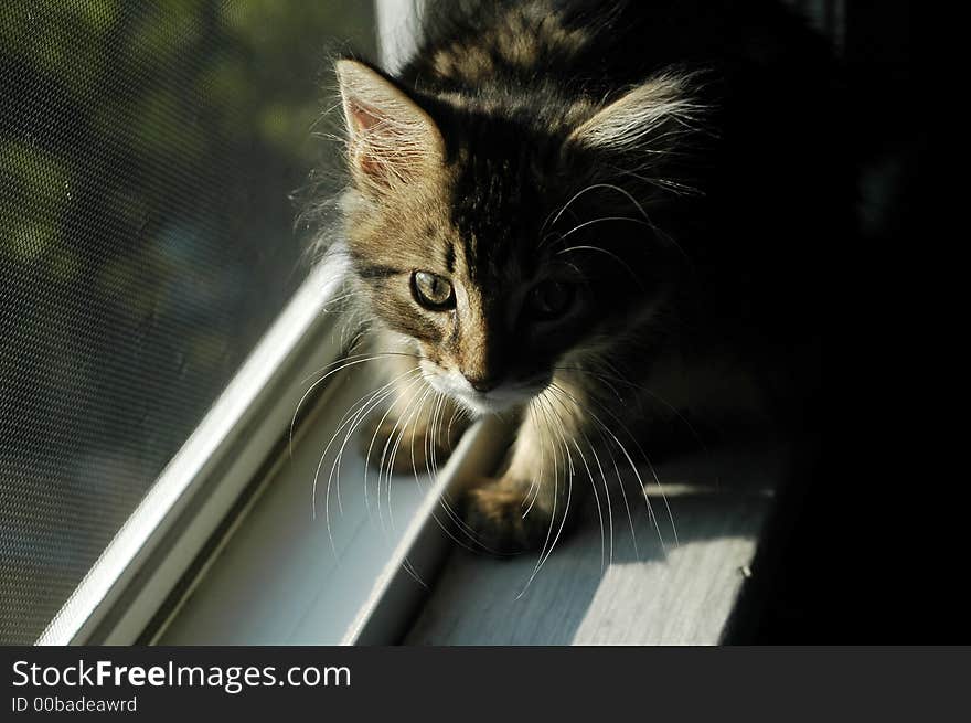 A curious looking kitten sitting in a sunny window. A curious looking kitten sitting in a sunny window.