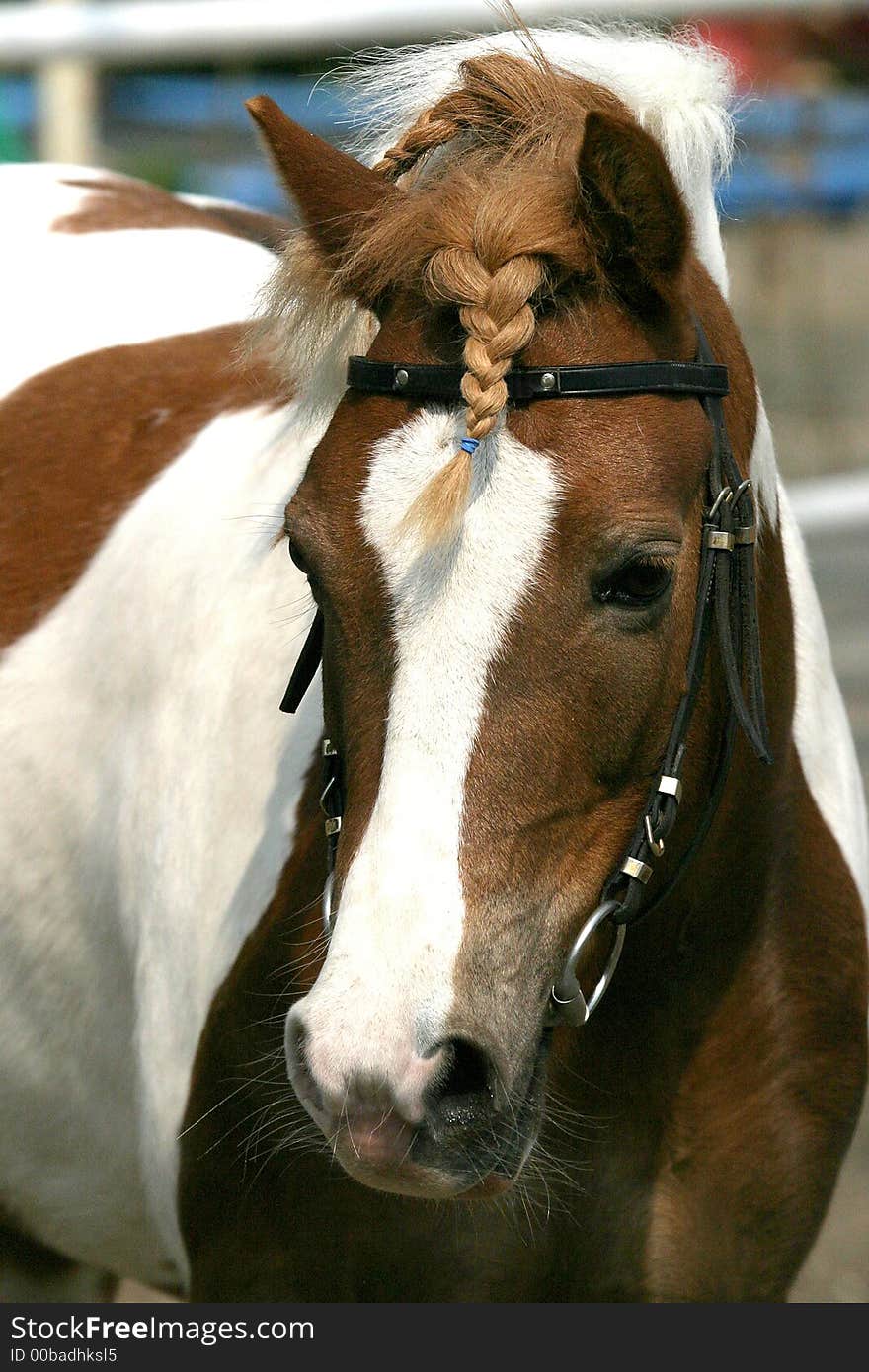 Horse portrait