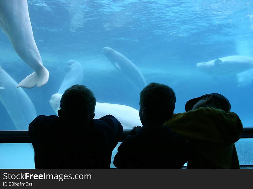 Three boys at an aquarium