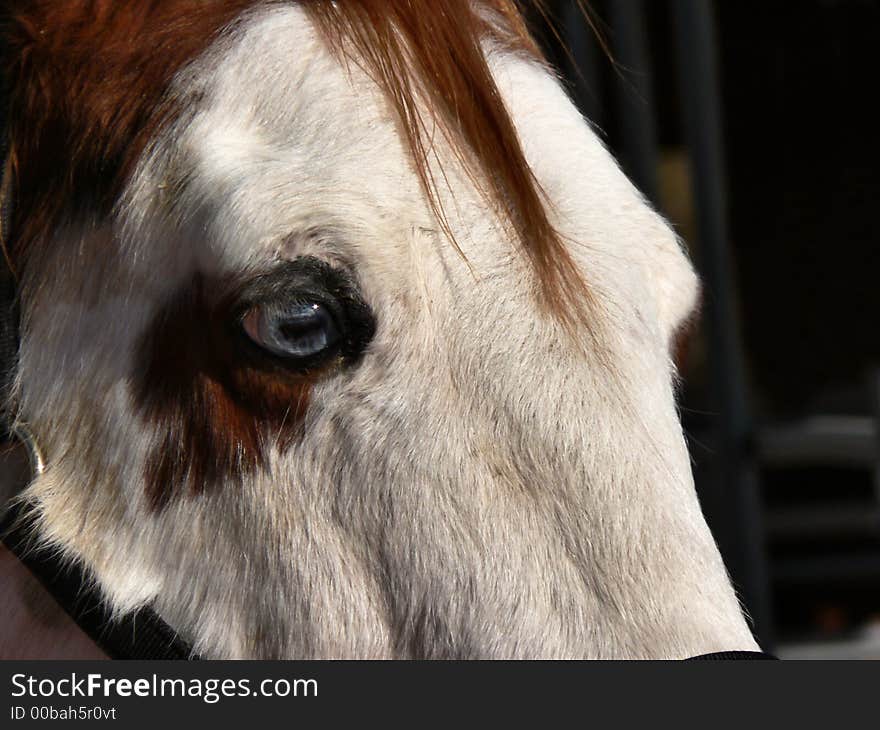 Close-up profile of white faced horse with blue eyes. Close-up profile of white faced horse with blue eyes