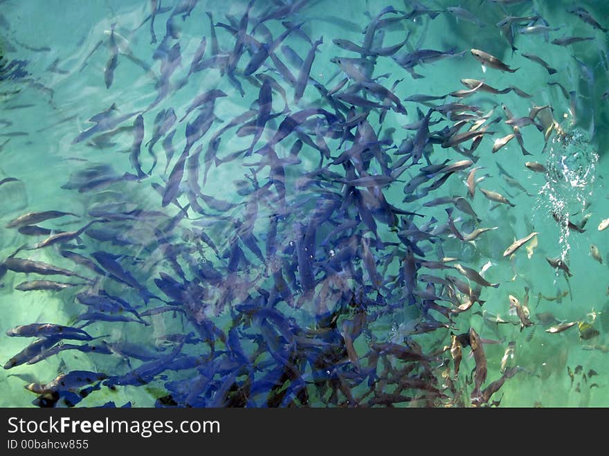 School of Fish