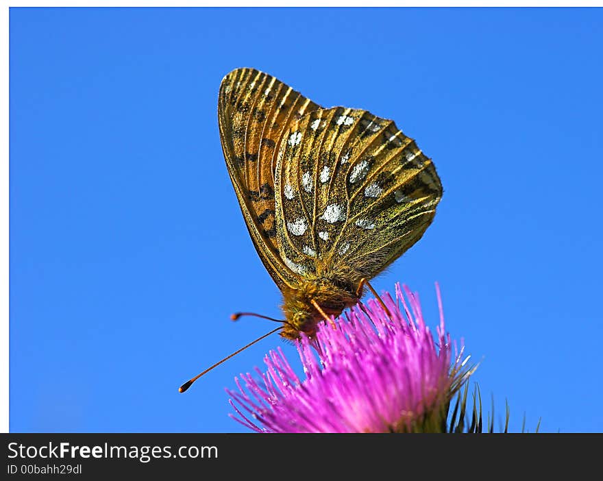 Dark Green Fritillary