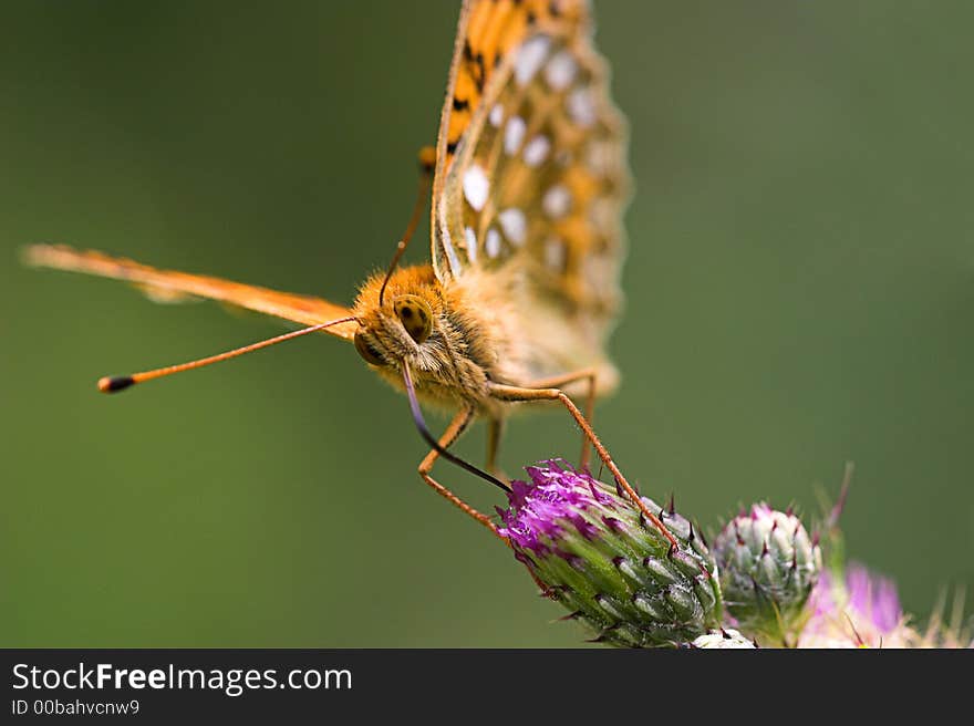 Dark Green Fritillary