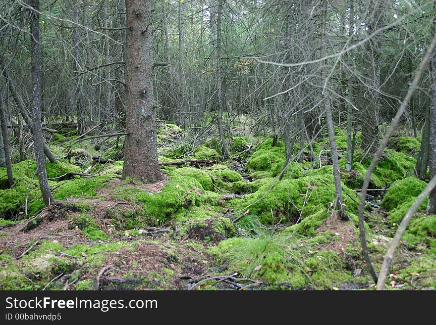 Autumn scene of a bog with moss growing on the ground