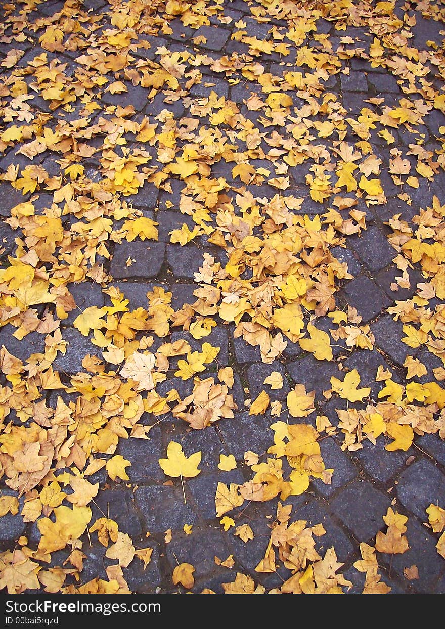 Yellow Autumn leaves on a cobblestone ground