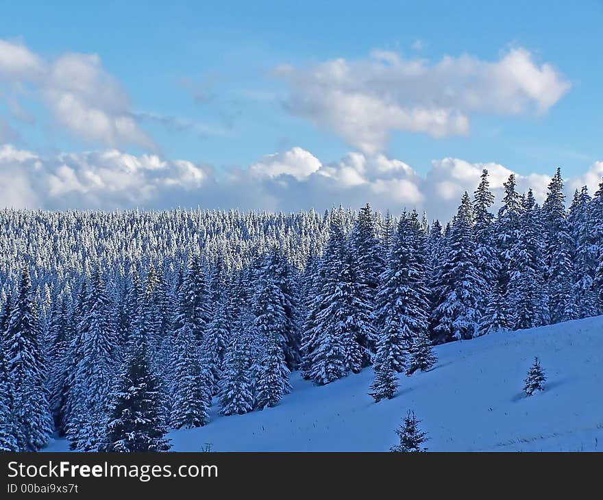 Winter landscape