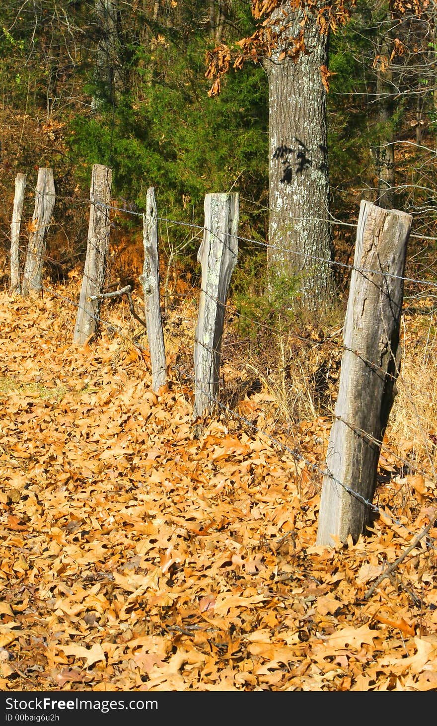 Fence line among leaves