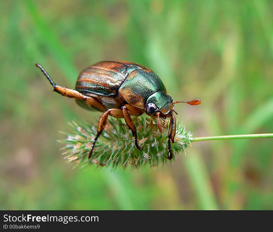 Close-up of a beetle (Rhombonyx testaceloes ussuriensis) on ear of a grass-blade.