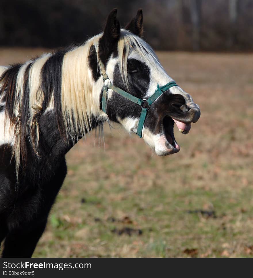 Horse Shows Teeth