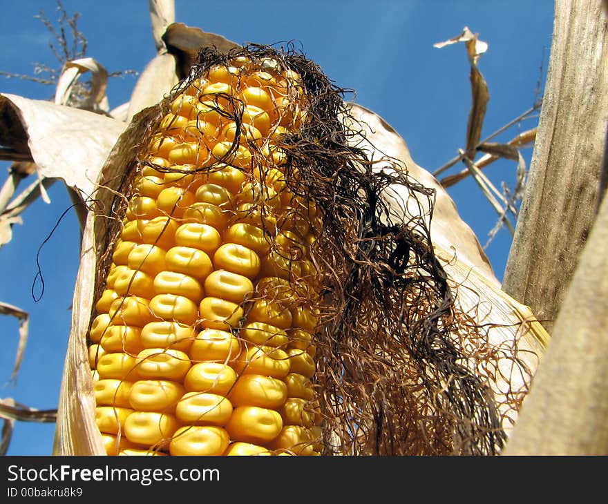 Ripe golden corn in the cornfield, on the blue sky background. Ripe golden corn in the cornfield, on the blue sky background.