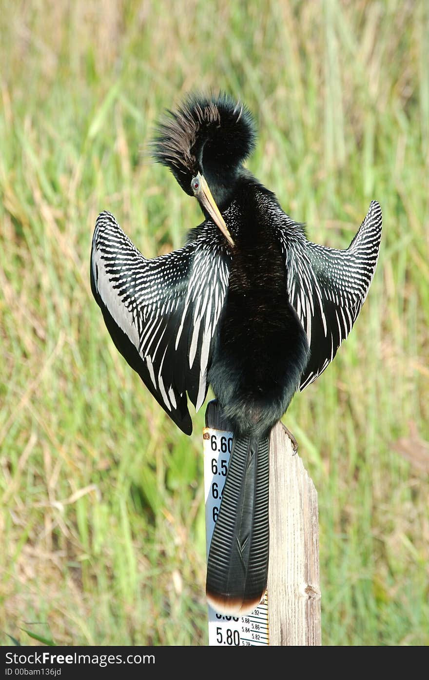 Anhinga Drying and Cleaning its Feathers during sunrise in Everglades National Park. Anhinga Drying and Cleaning its Feathers during sunrise in Everglades National Park