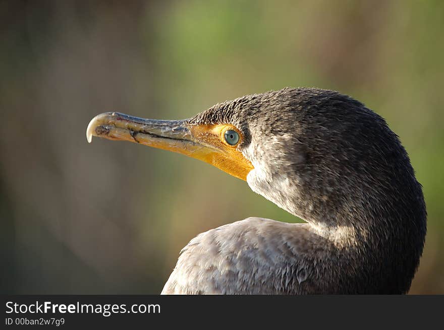 Double-crested Cormorant with green eyes at Everglades National Park