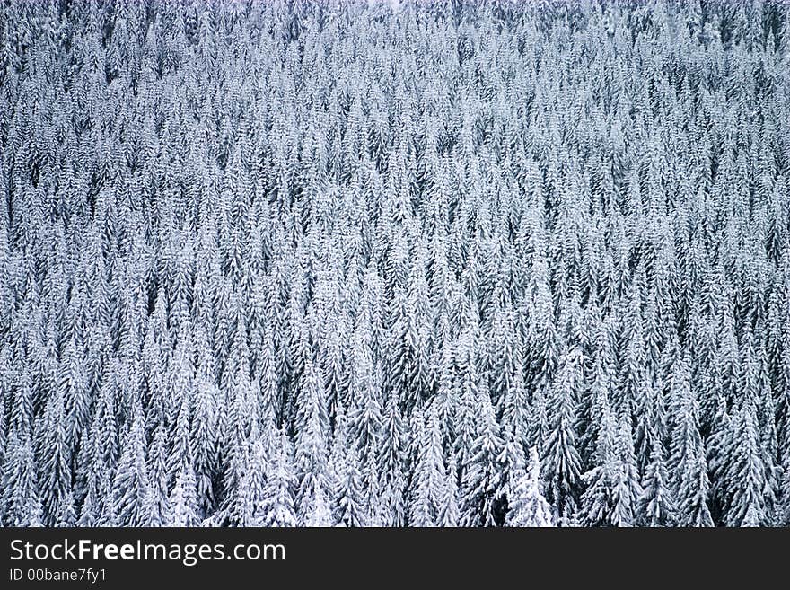 Evergreen tree forest texture in winter. Evergreen tree forest texture in winter