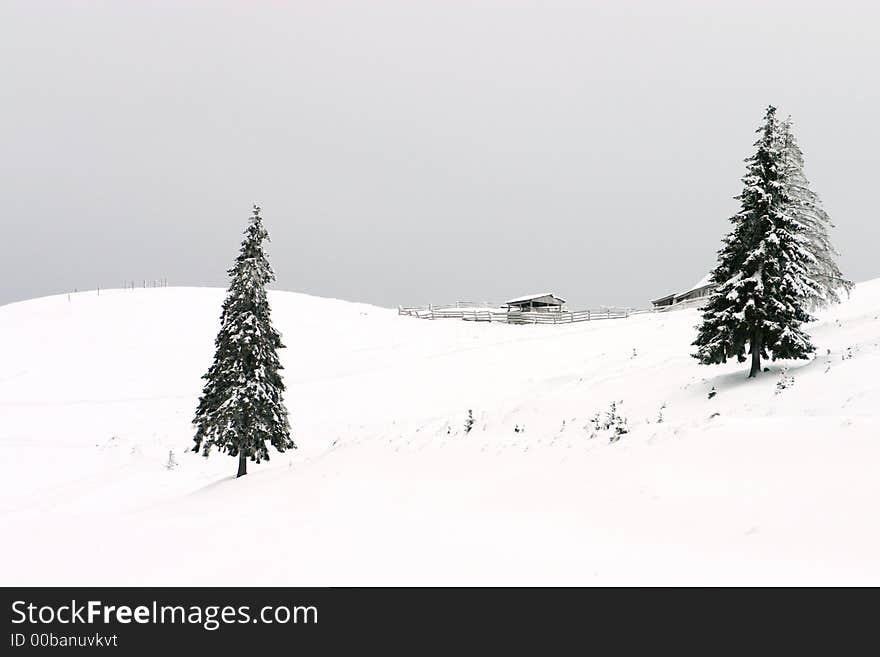 Simple winter abstract landscape with evergreen trees