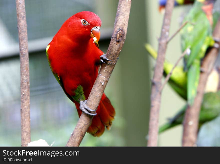 Red lovebird on tree