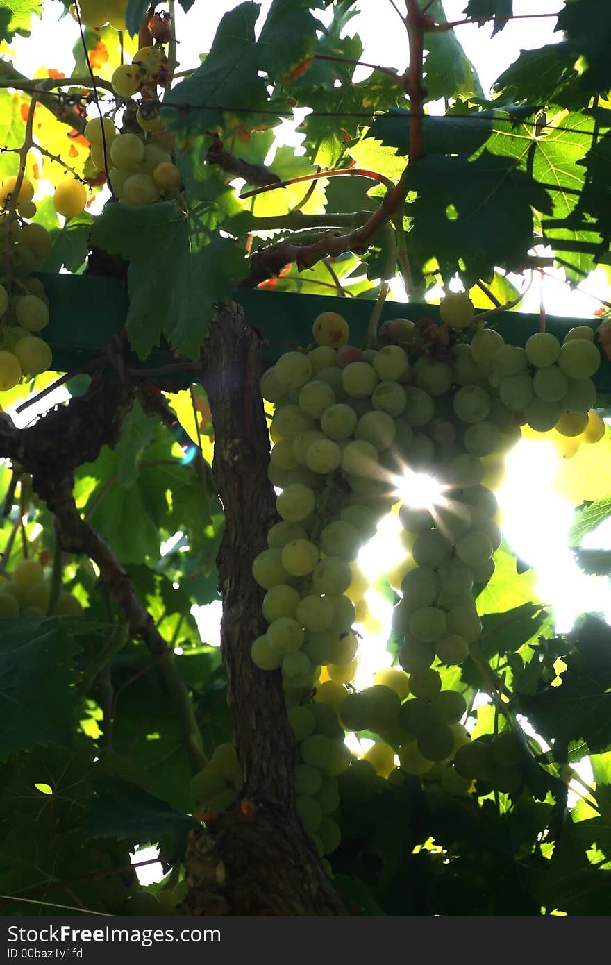 Grapes and sunshine