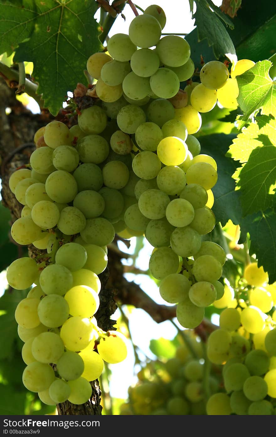 Green grapes in the sunlight