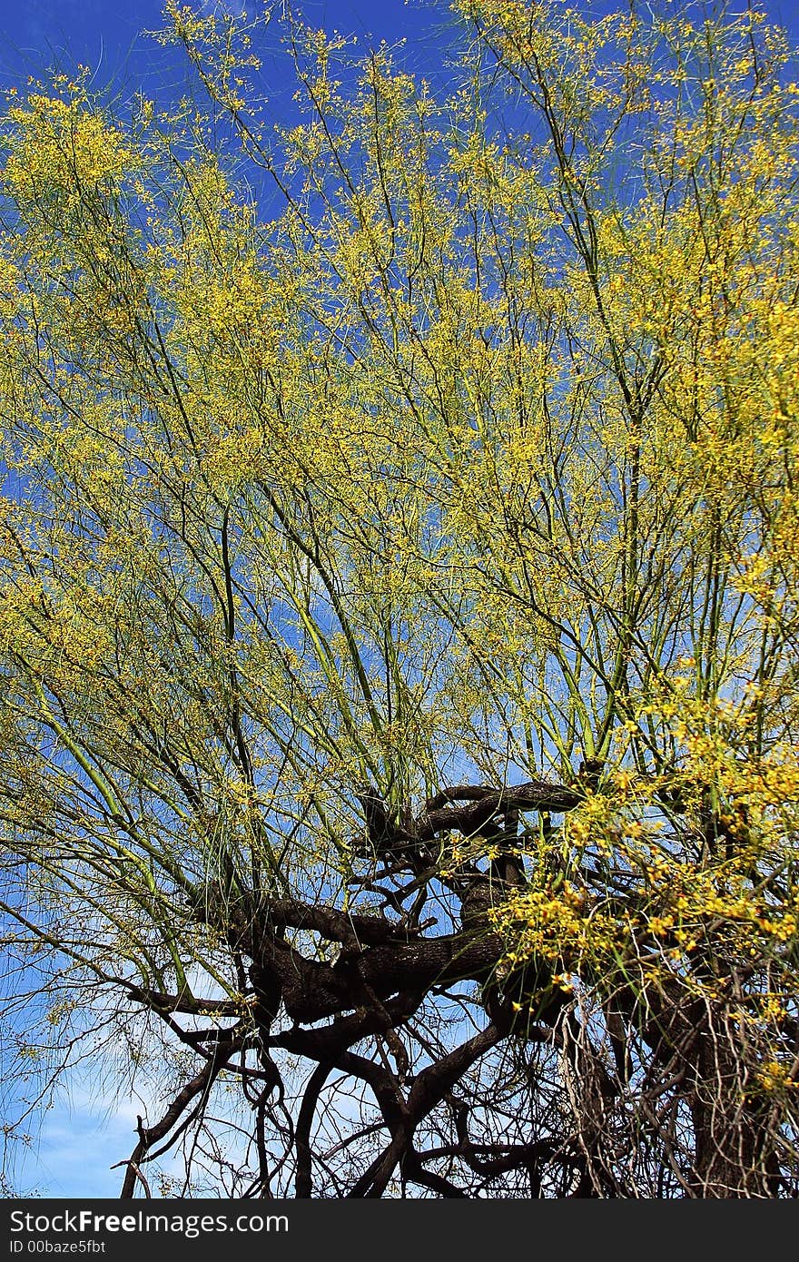 Semi desertic tree in blossom in the town of Alamos, in the northern state of Sonora, Mexico, Latin America